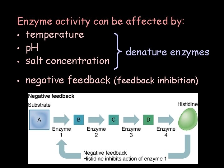 Enzyme activity can be affected by: • temperature • p. H denature enzymes •