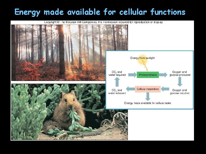 Energy made available for cellular functions 