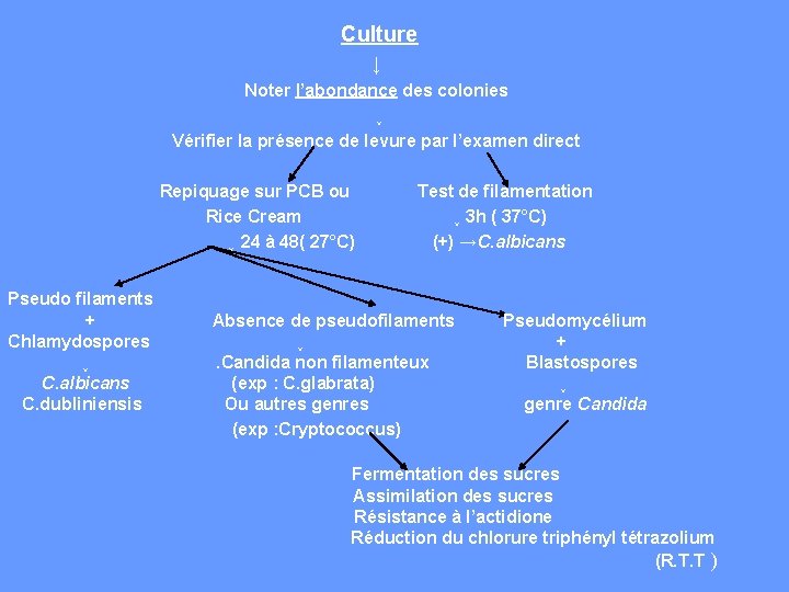  Culture ↓ Noter l’abondance des colonies ↓ Vérifier la présence de levure par