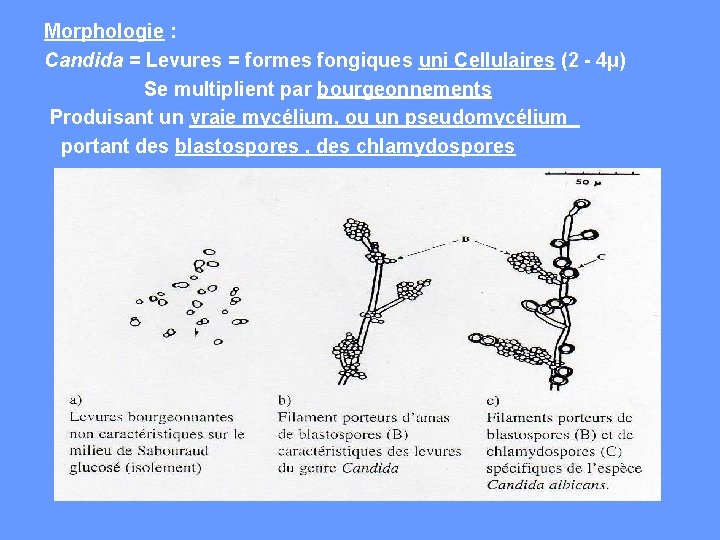 Morphologie : Candida = Levures = formes fongiques uni Cellulaires (2 - 4µ) Se