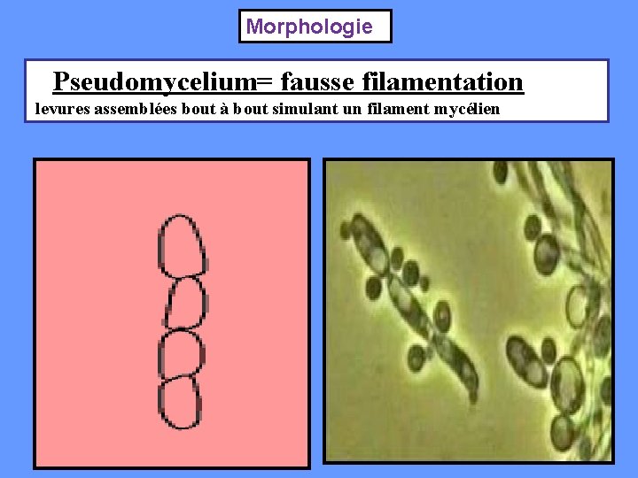 Morphologie Pseudomycelium= fausse filamentation levures assemblées bout à bout simulant un filament mycélien 