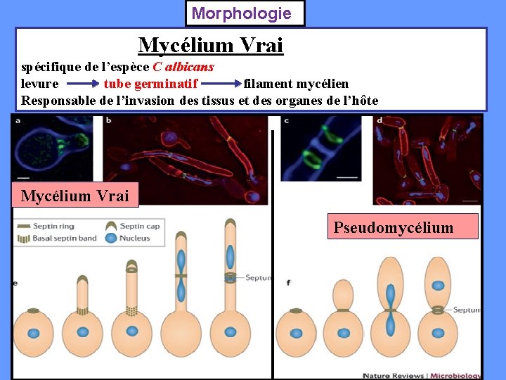 Morphologie Mycélium Vrai spécifique de l’espèce C albicans levure tube germinatif filament mycélien Responsable
