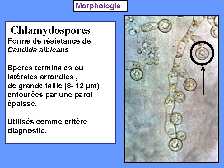 Morphologie Chlamydospores Forme de résistance de Candida albicans Spores terminales ou latérales arrondies ,