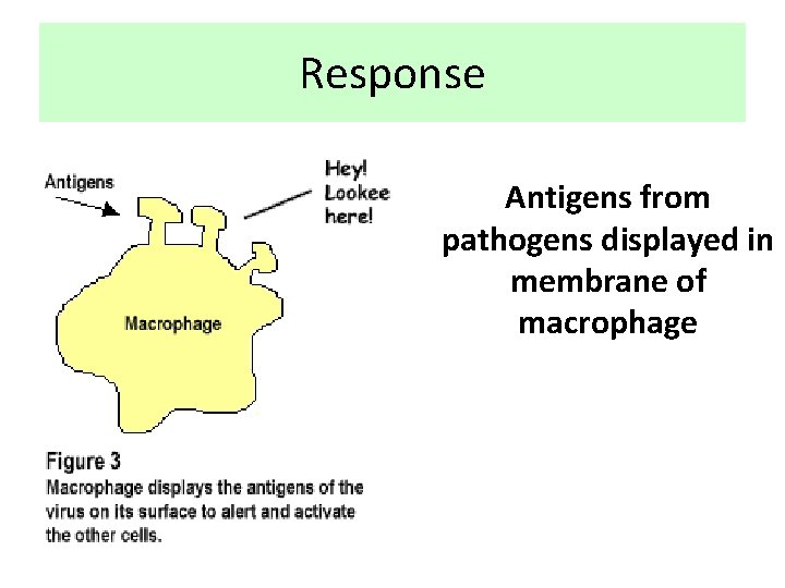 Response Antigens from pathogens displayed in membrane of macrophage 