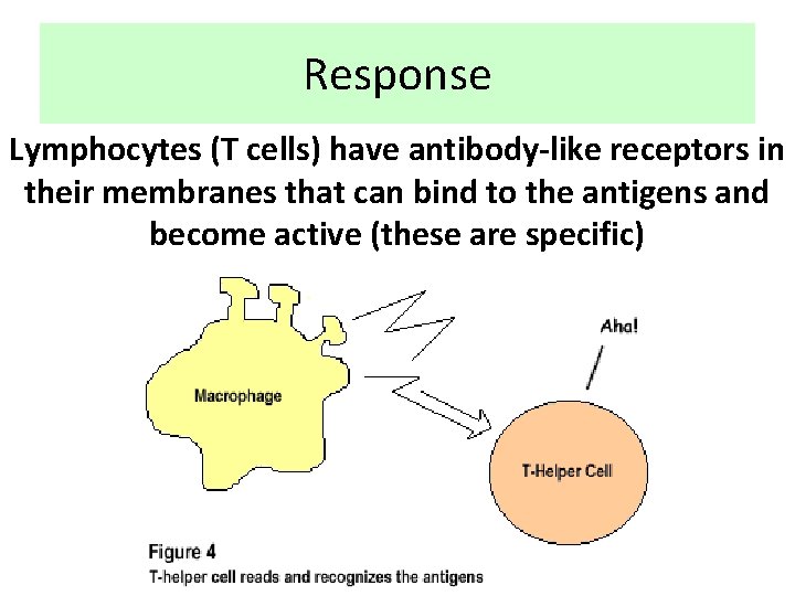 Response Lymphocytes (T cells) have antibody-like receptors in their membranes that can bind to