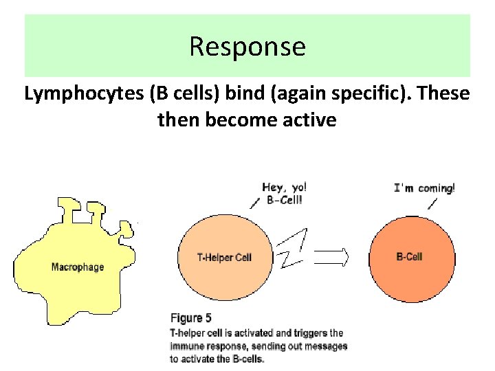 Response Lymphocytes (B cells) bind (again specific). These then become active 