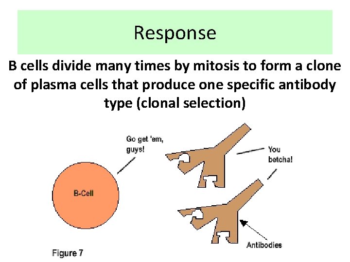 Response B cells divide many times by mitosis to form a clone of plasma
