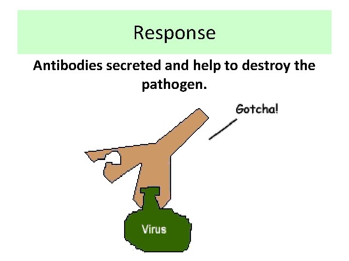 Response Antibodies secreted and help to destroy the pathogen. 