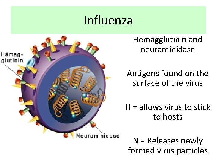 Influenza Hemagglutinin and neuraminidase Antigens found on the surface of the virus H =