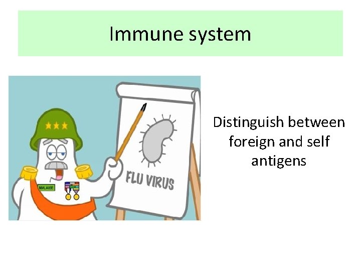 Immune system Distinguish between foreign and self antigens 