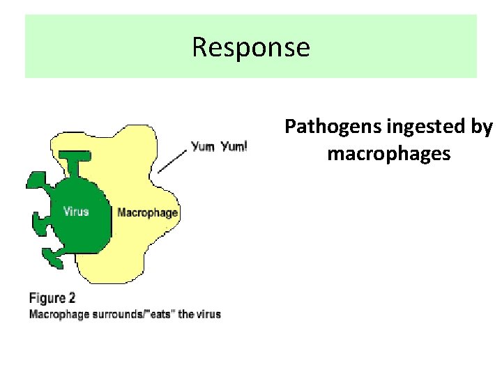 Response Pathogens ingested by macrophages 