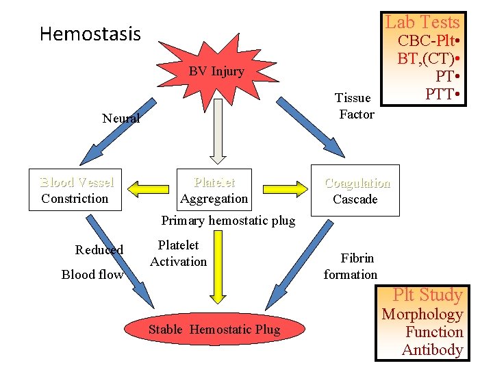Lab Tests Hemostasis CBC-Plt • BT, (CT) • PTT • BV Injury Tissue Factor