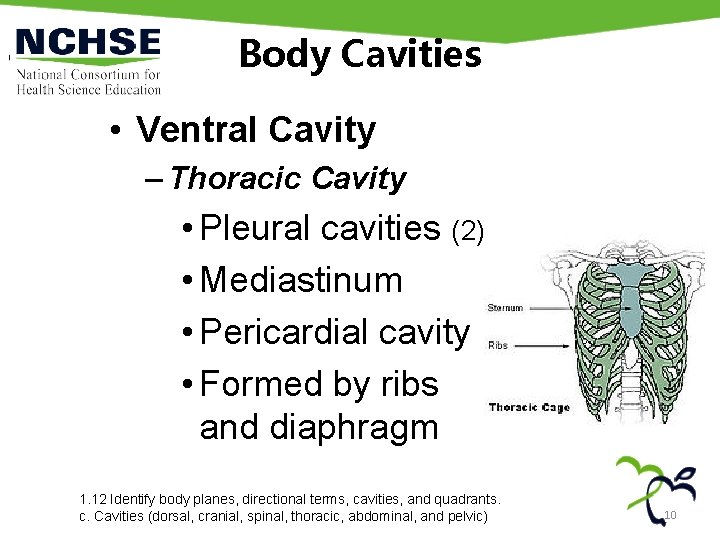 Body Cavities • Ventral Cavity – Thoracic Cavity • Pleural cavities (2) • Mediastinum