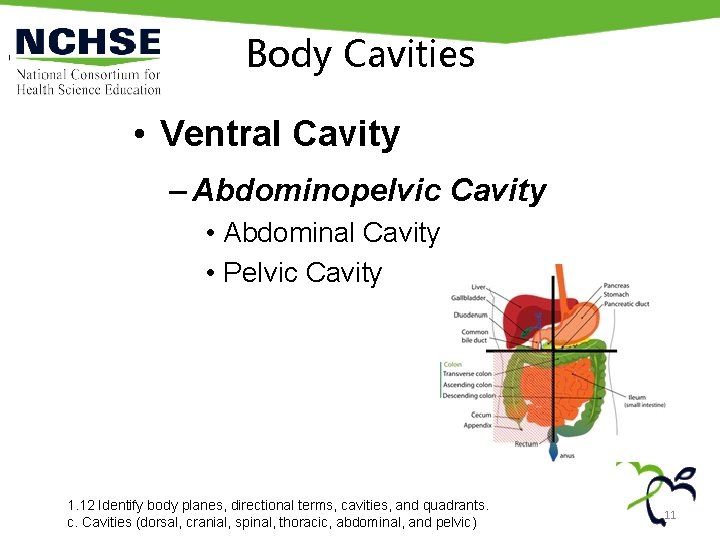Body Cavities • Ventral Cavity – Abdominopelvic Cavity • Abdominal Cavity • Pelvic Cavity