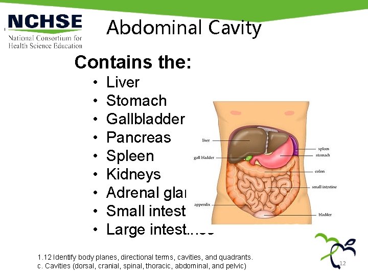 Abdominal Cavity Contains the: • • • Liver Stomach Gallbladder Pancreas Spleen Kidneys Adrenal