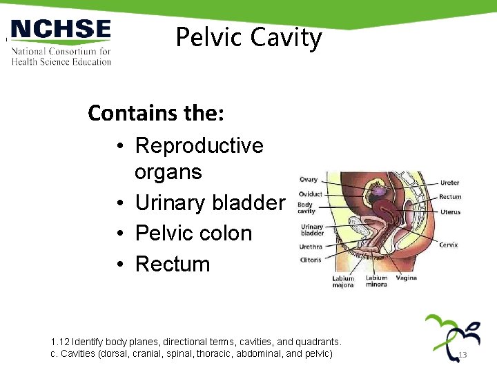Pelvic Cavity Contains the: • Reproductive organs • Urinary bladder • Pelvic colon •