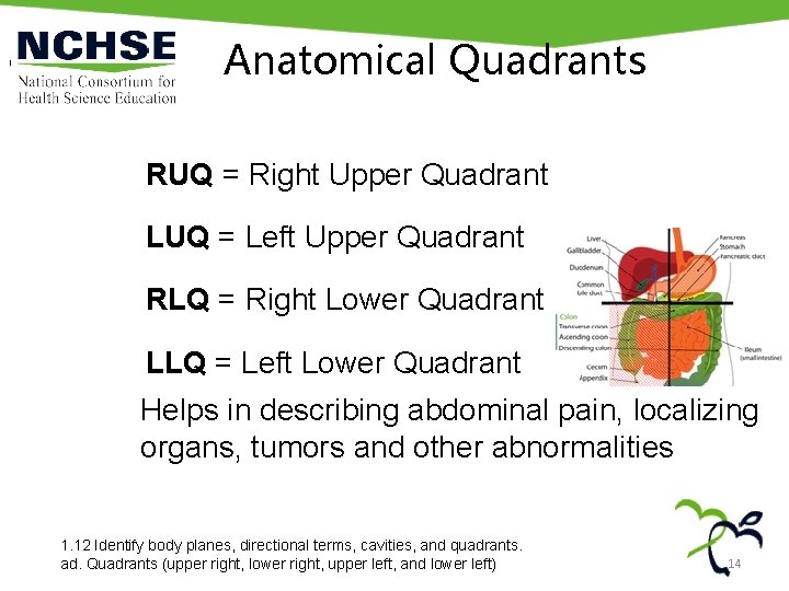 Anatomical Quadrants RUQ = Right Upper Quadrant LUQ = Left Upper Quadrant RLQ =