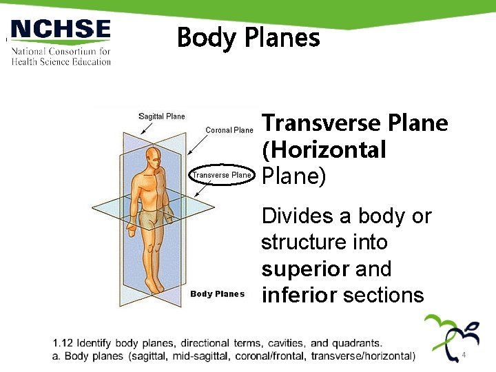 Body Planes Transverse Plane (Horizontal Plane) Divides a body or structure into superior and