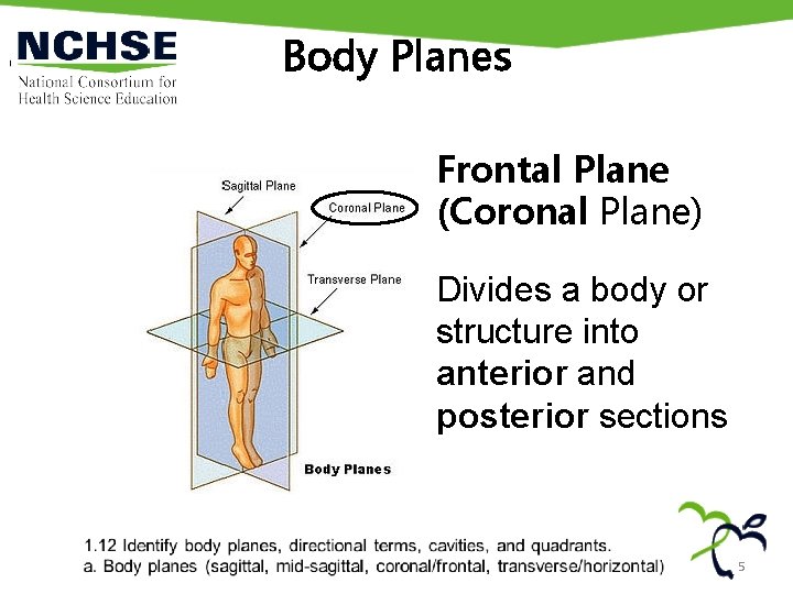 Body Planes Frontal Plane (Coronal Plane) Divides a body or structure into anterior and
