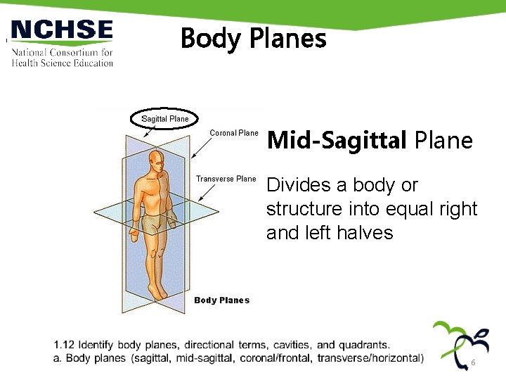 Body Planes Mid-Sagittal Plane Divides a body or structure into equal right and left
