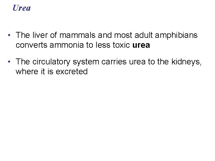 Urea • The liver of mammals and most adult amphibians converts ammonia to less