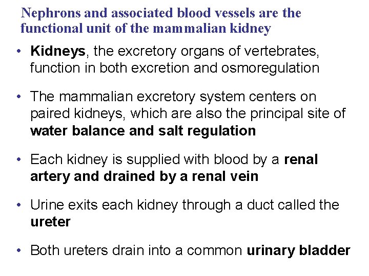 Nephrons and associated blood vessels are the functional unit of the mammalian kidney •