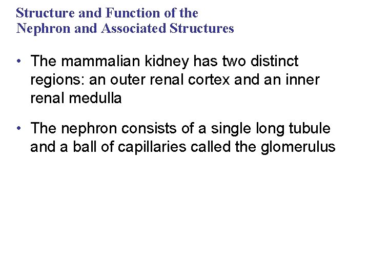 Structure and Function of the Nephron and Associated Structures • The mammalian kidney has