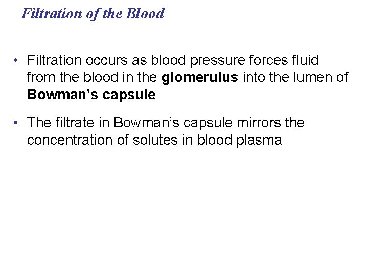 Filtration of the Blood • Filtration occurs as blood pressure forces fluid from the