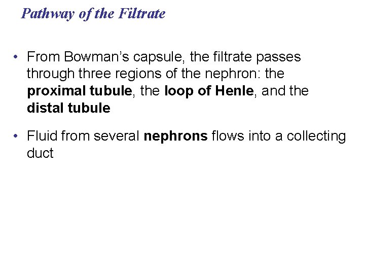 Pathway of the Filtrate • From Bowman’s capsule, the filtrate passes through three regions