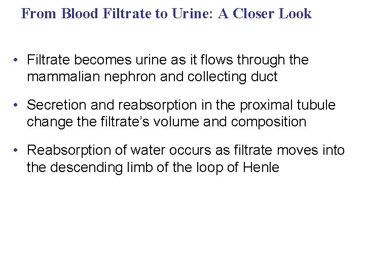 From Blood Filtrate to Urine: A Closer Look • Filtrate becomes urine as it