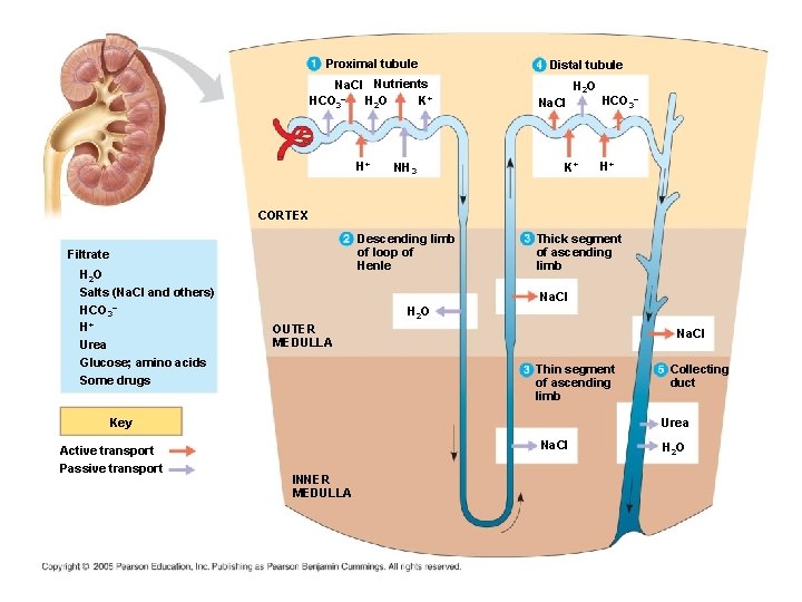 Proximal tubule Na. Cl Nutrients HCO 3– K+ H 2 O H+ NH 3