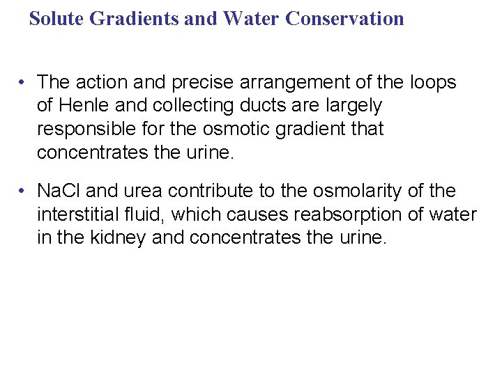 Solute Gradients and Water Conservation • The action and precise arrangement of the loops