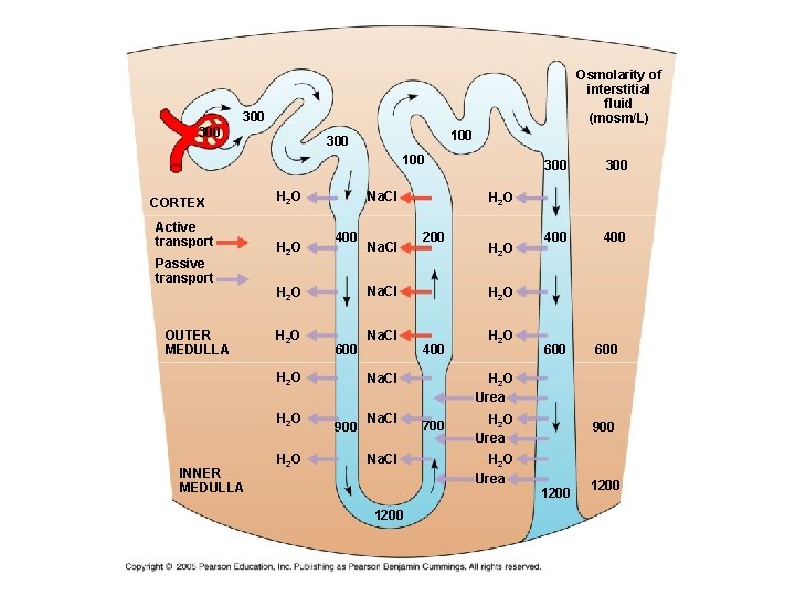 Osmolarity of interstitial fluid (mosm/L) 300 100 CORTEX Active transport Passive transport OUTER MEDULLA