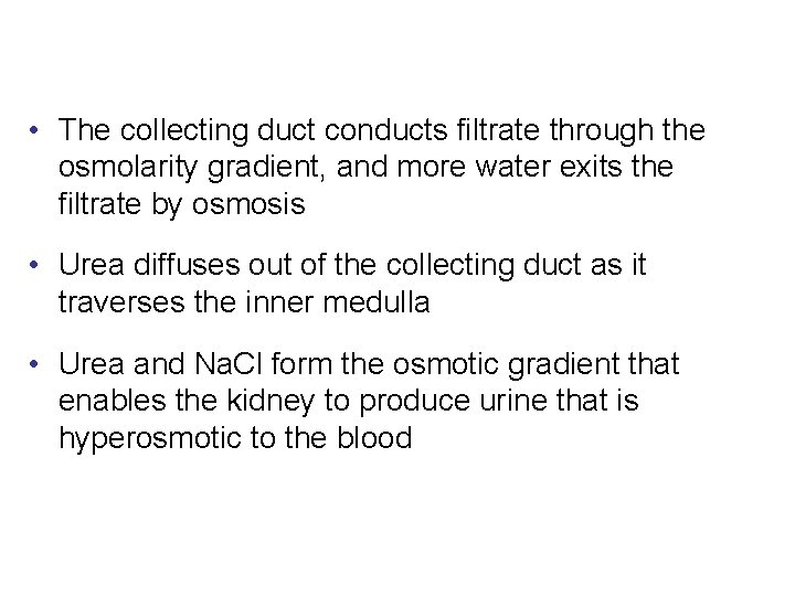  • The collecting duct conducts filtrate through the osmolarity gradient, and more water