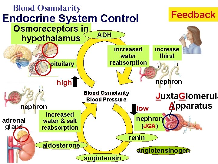 Blood Osmolarity Feedback Endocrine System Control Osmoreceptors in hypothalamus pituitary ADH increased water reabsorption