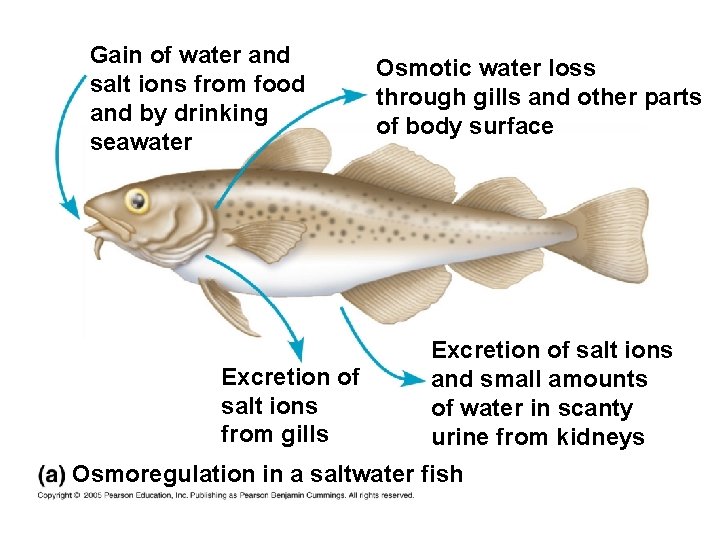 Gain of water and salt ions from food and by drinking seawater Excretion of