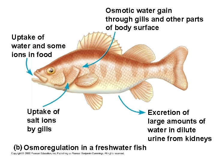 Osmotic water gain through gills and other parts of body surface Uptake of water