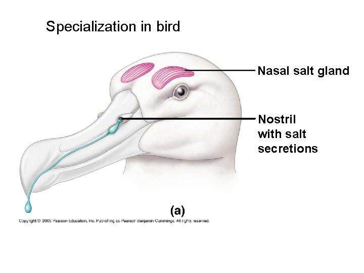 Specialization in bird Nasal salt gland Nostril with salt secretions 