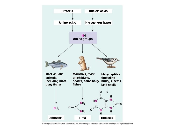 Proteins Nucleic acids Amino acids Nitrogenous bases —NH 2 Amino groups Most aquatic animals,