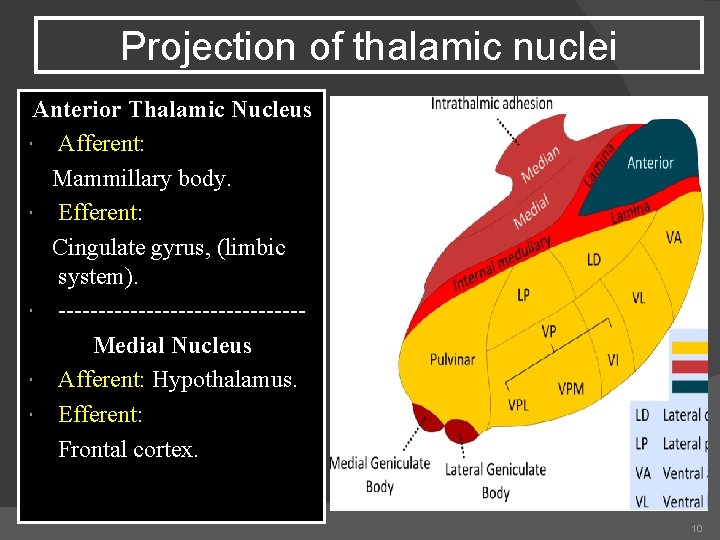 Projection of thalamic nuclei Anterior Thalamic Nucleus Afferent: Mammillary body. Efferent: Cingulate gyrus, (limbic