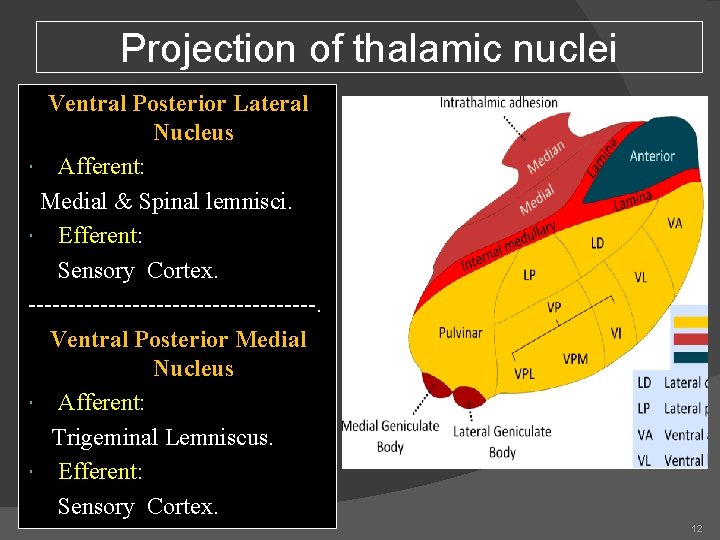 Projection of thalamic nuclei Ventral Posterior Lateral Nucleus Afferent: Medial & Spinal lemnisci. Efferent: