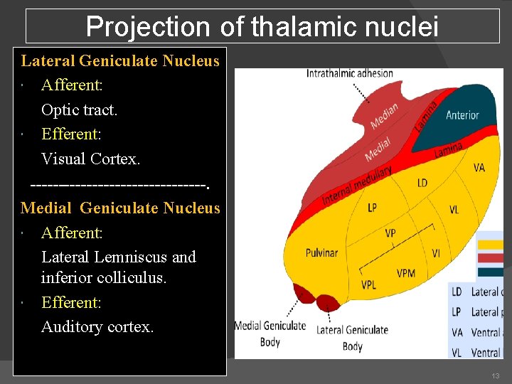 Projection of thalamic nuclei Lateral Geniculate Nucleus Afferent: Optic tract. Efferent: Visual Cortex. ----------------.