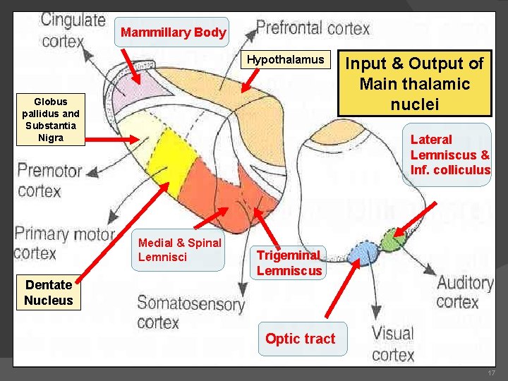 Mammillary Body Hypothalamus Globus pallidus and Substantia Nigra Input & Output of Main thalamic