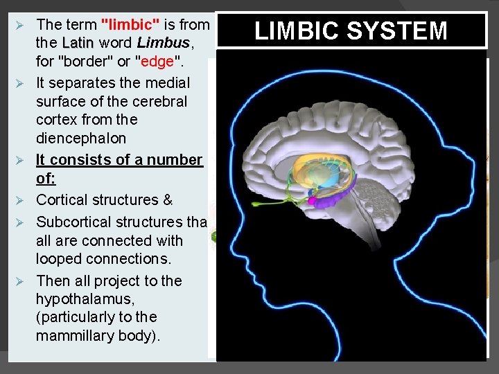 Ø Ø Ø The term "limbic" is from the Latin word Limbus, for "border"