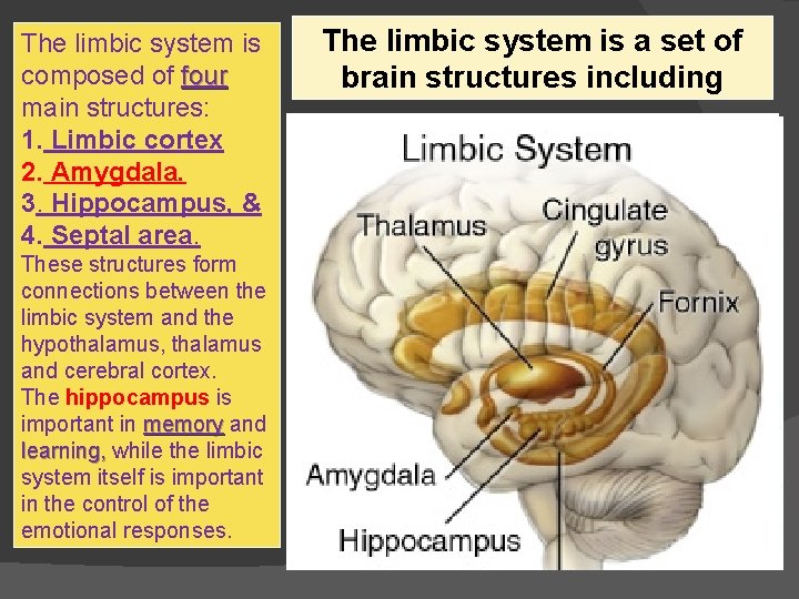 The limbic system is composed of four main structures: 1. Limbic cortex 2. Amygdala.