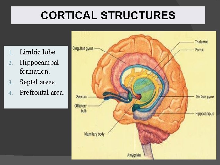 CORTICAL STRUCTURES Limbic lobe. 2. Hippocampal formation. 3. Septal areas. 4. Prefrontal area. 1.