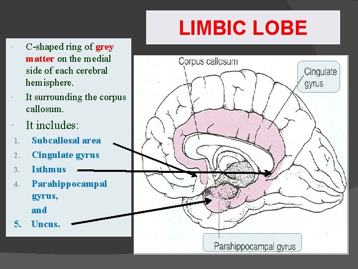 LIMBIC LOBE C-shaped ring of grey matter on the medial side of each cerebral