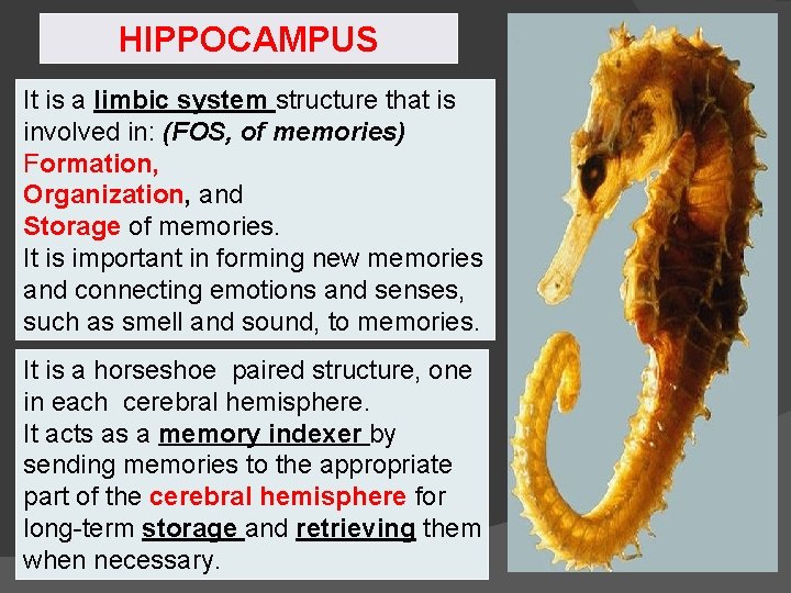 HIPPOCAMPUS It is a limbic system structure that is involved in: (FOS, of memories)