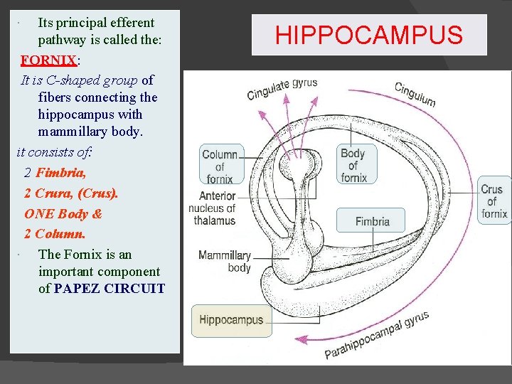 Its principal efferent pathway is called the: FORNIX: It is C-shaped group of fibers