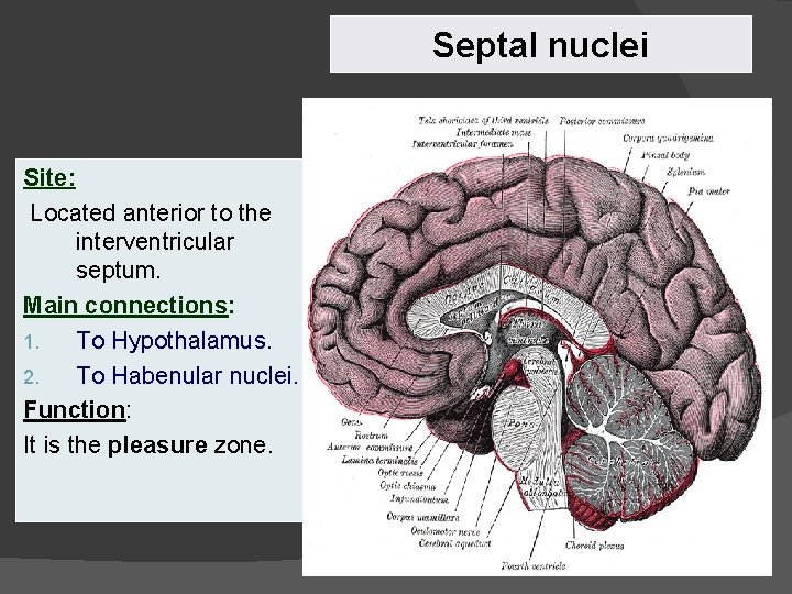 Septal nuclei Site: Located anterior to the interventricular septum. Main connections: 1. To Hypothalamus.